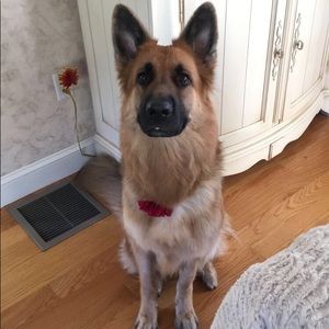 Meet your Posher, Sydney